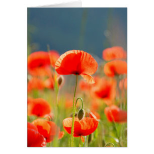 Red Poppies Poppy Blume Blue Sky
