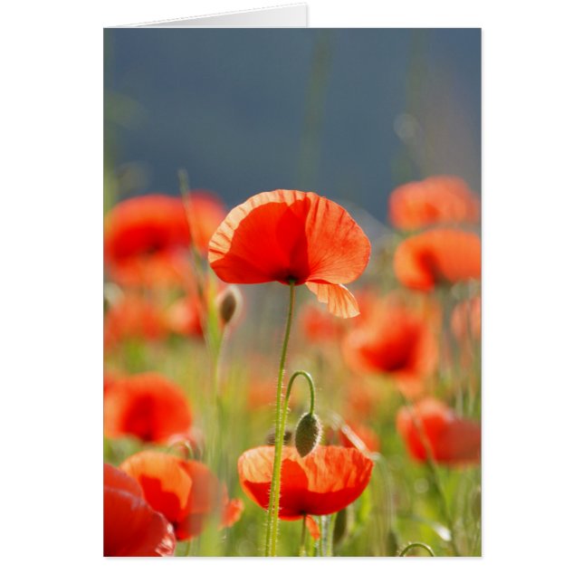 Red Poppies Poppy Blume Blue Sky (Vorne)