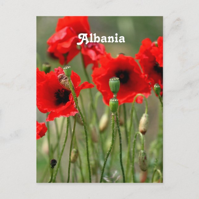 Red Poppies Postkarte (Vorderseite)
