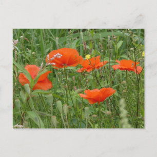 Red Poppies Wilde Blume Nah DIY Postkarte