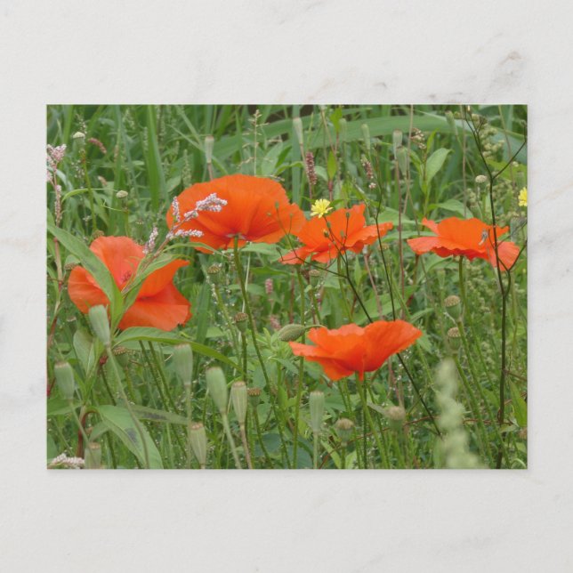 Red Poppies Wilde Blume Nah DIY Postkarte (Vorderseite)