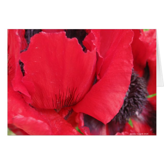 Red Poppy (Vorderseite (Horizontal))
