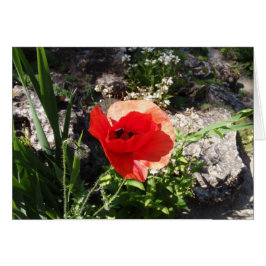 Red Poppy