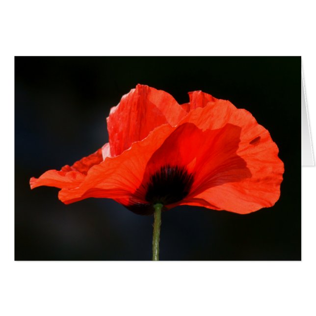Red Poppy (Vorderseite (Horizontal))