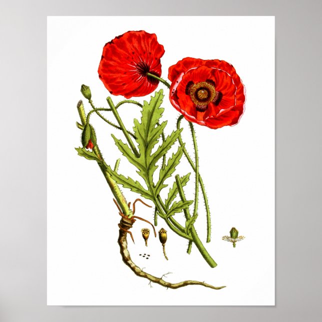 Red Poppy Art Print #12 Poster (Vorne)