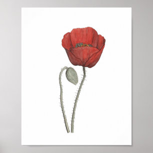 Red Poppy Blume Botany Poster