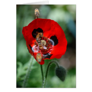 Red Poppy Blume - Invasion der Bienen