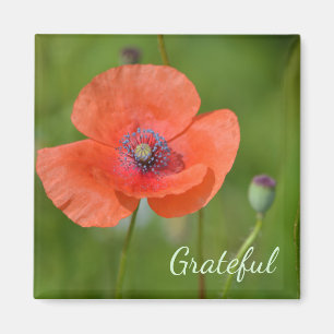 Red Poppy Dankbarkeit Magnet