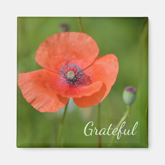 Red Poppy Dankbarkeit Magnet (Vorne)