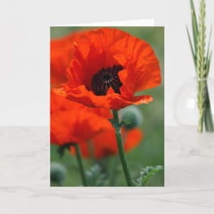 Red Poppy Feiertagskarte