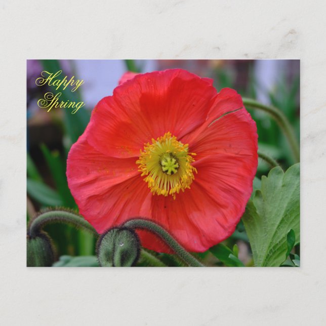 Red Poppy Happy Spring Postkarte (Vorderseite)