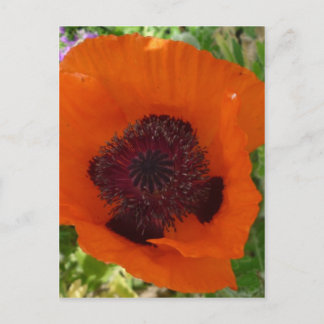 Red Poppy - Klatschmohn Postkarte