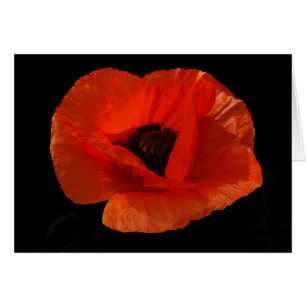 Red Poppy Macro