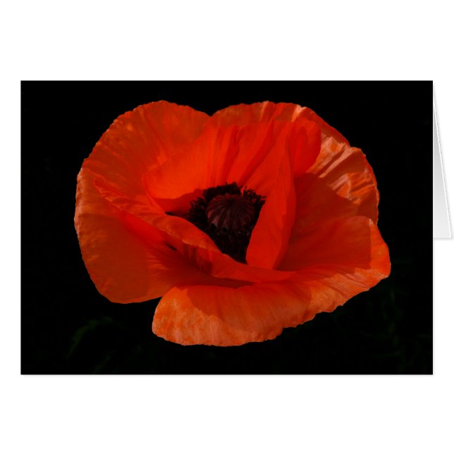 Red Poppy Macro (Vorderseite (Horizontal))