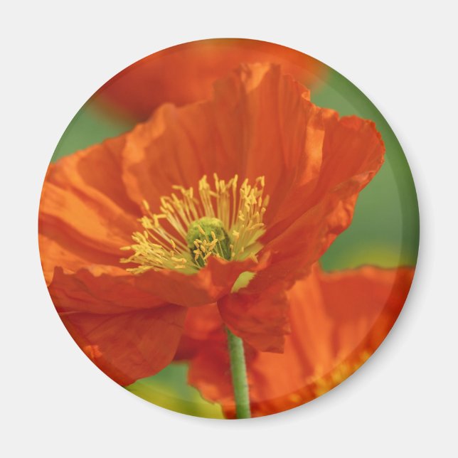 Red Poppy Magnet (Vorne)