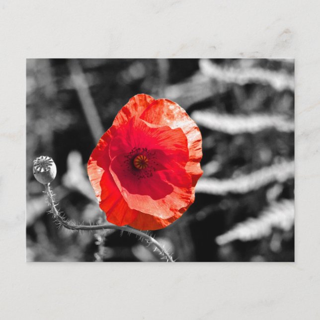 Red Poppy Postkarte (Vorderseite)