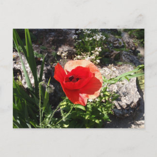 Red Poppy Postkarte