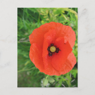 Red Poppy Postkarte