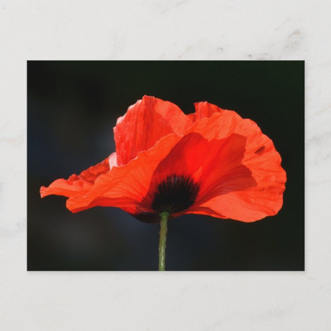 Red Poppy Postkarte (Vorderseite)