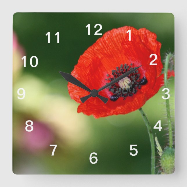 Red Poppy Seehandschuh Quadratische Wanduhr (Vorderseite)