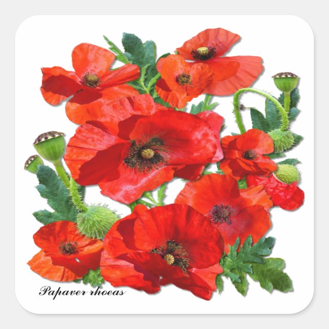 RED POPPY ~ Square Stickers (Vorderseite)
