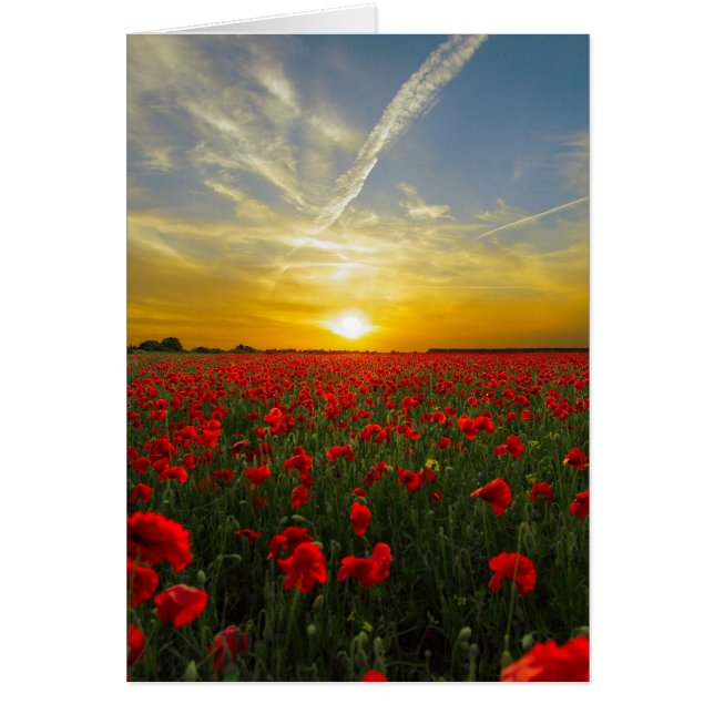 Red Poppy Sunset (Vorne)