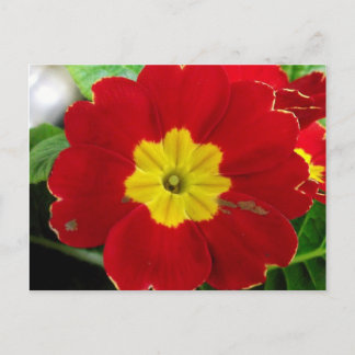 Red Primrose Postcard Postkarte