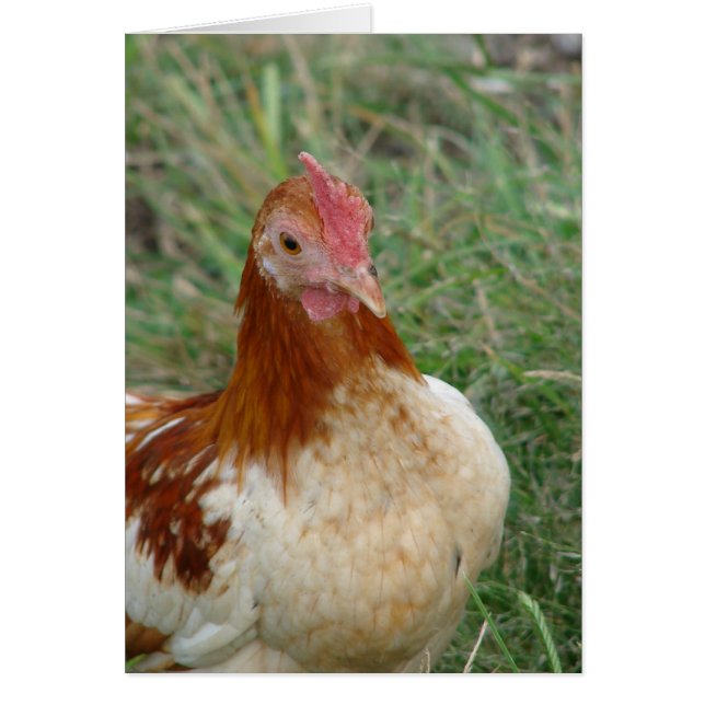 Red Pyle OEG Bantam Rooster (Vorne)