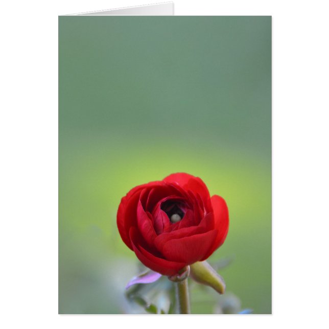 Red Ranunculus Blossom (Vorne)