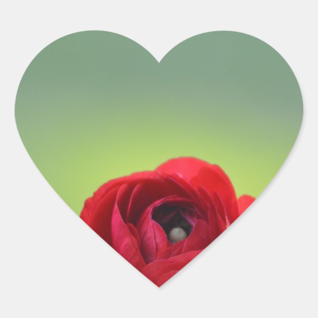 Red Ranunculus Blossom Herz-Aufkleber (Vorderseite)