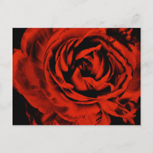 Red Ranunculus Blume Closeup Farbenfrohe Blüte Postkarte