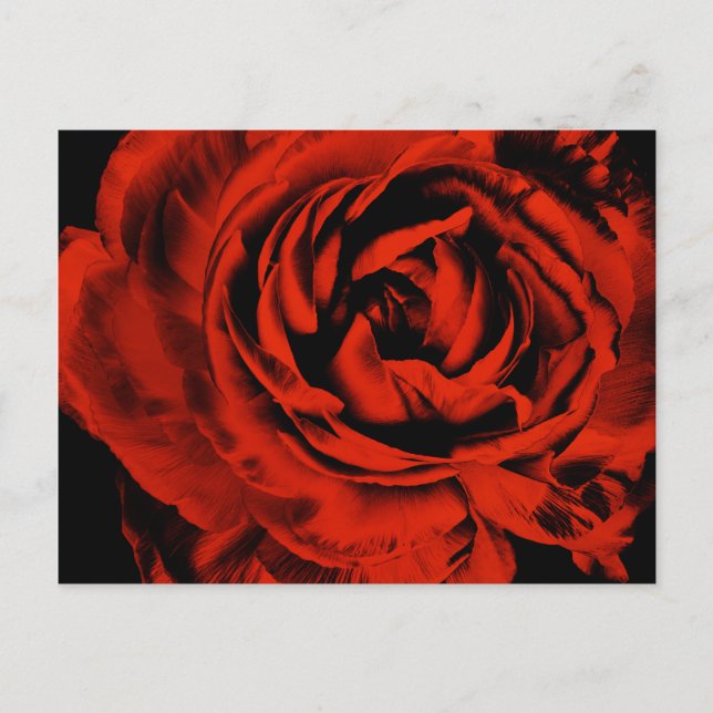 Red Ranunculus Blume Closeup Farbenfrohe Blüte Postkarte (Vorderseite)