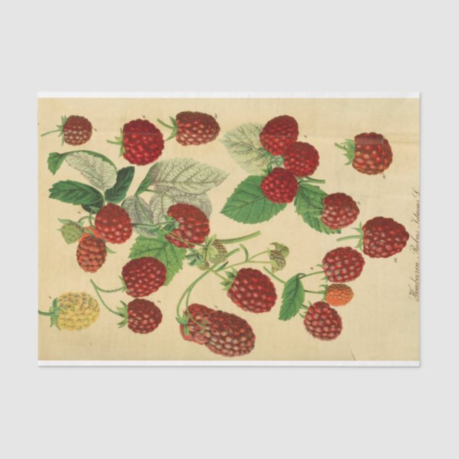 Red Raspberry Script Ephemera Decoupage Seidenpapier (Vorderseite)