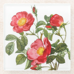 Red Redoute Blume Glass Untersetzer