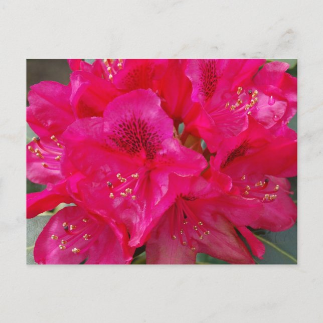 Red Rhododendron Postcard Postkarte (Vorderseite)