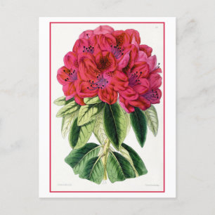 Red Rhododendron Vintag Botanische Postkarte