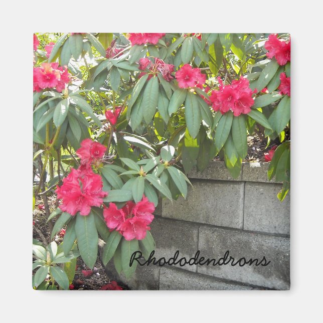 Red Rhododendrons Magnet (Vorne)