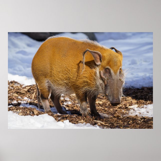Red River Hog im Schnee Poster (Vorne)