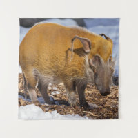 Red River Hog im Schnee