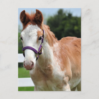 Red Roan Colt Postkarte