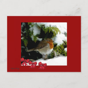 Red Robin Postcard Postkarte