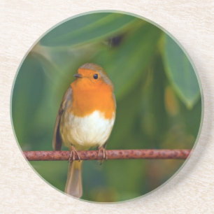 Red ROBIN Untersetzer