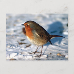 Red Robin Vogel Postcard Postkarte