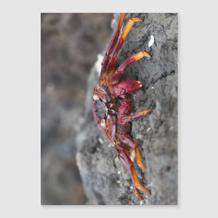 Red rock crab magnetkarte