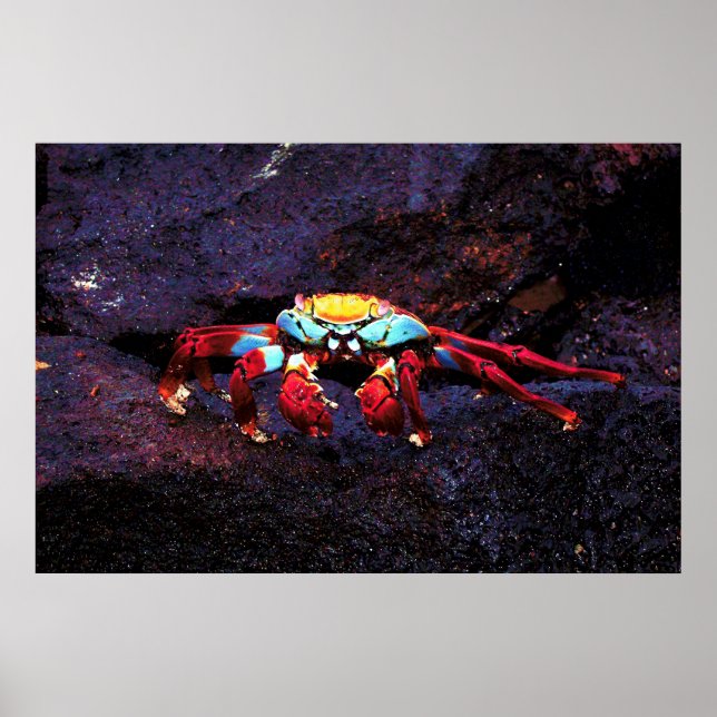 Red Rock Crab Poster (Vorne)