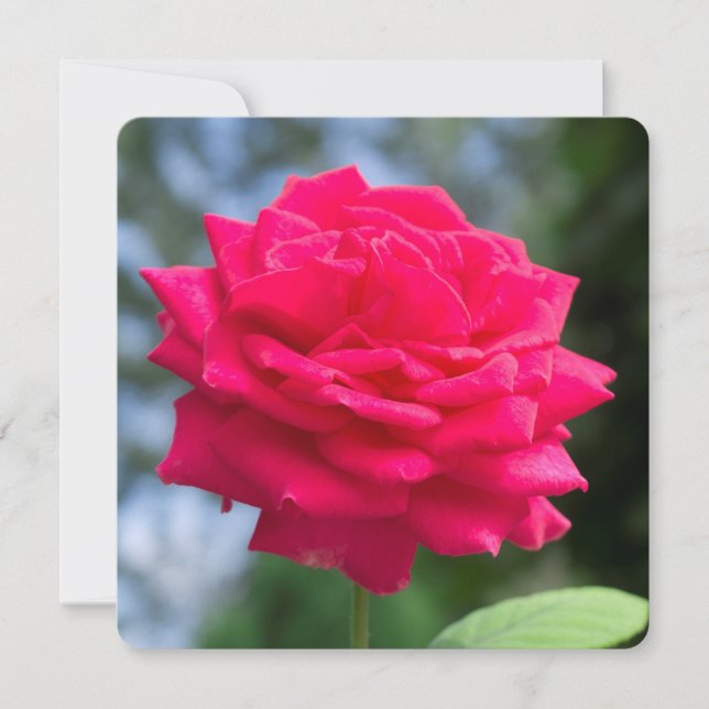 Red Rose (Vorderseite)
