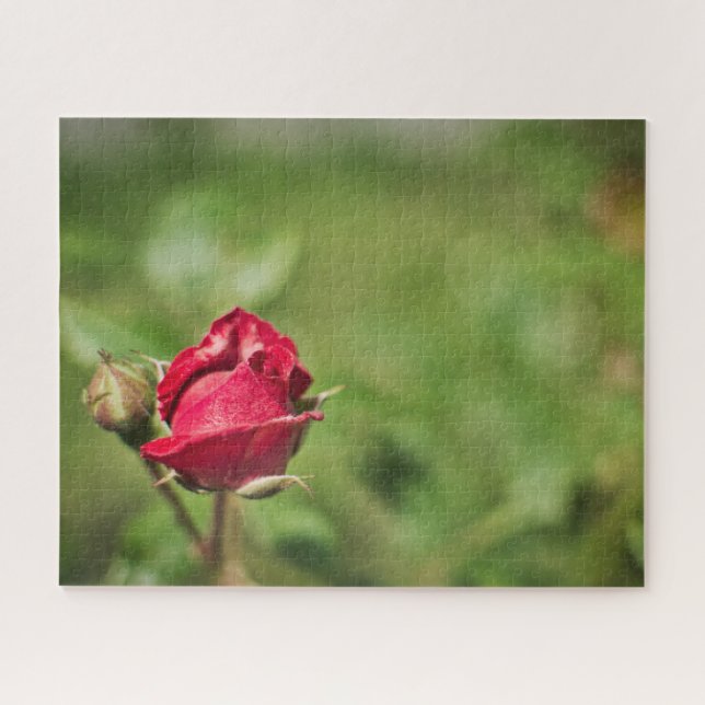 Red Rose Blossom romantic garden Puzzle (Horizontal)