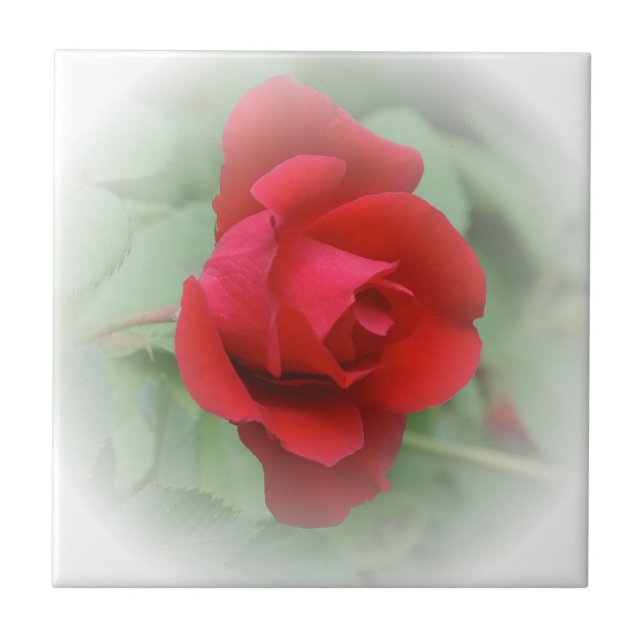 Red Rose Fliese (Vorderseite)