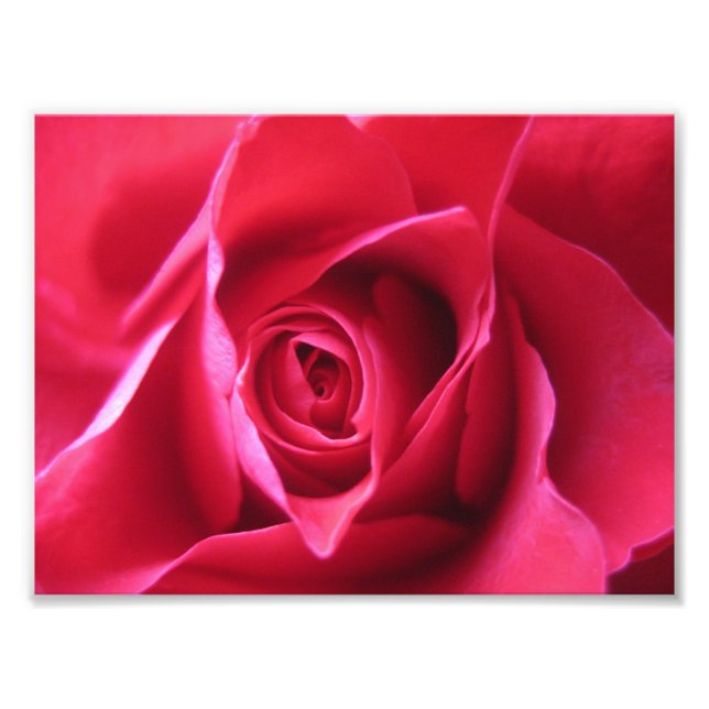 Red Rose Fotodruck (Vorne)