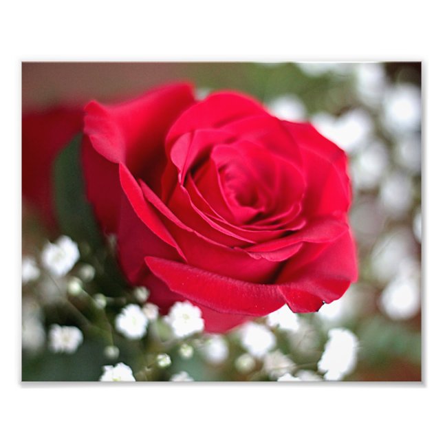 Red Rose Fotodruck (Vorne)